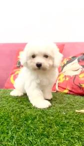 Bichon frise good quality