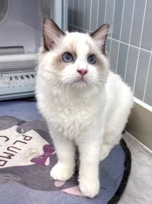 Ragdoll male