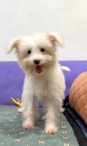 Pomachon puppy
