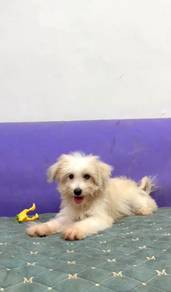 Pomachon puppy female