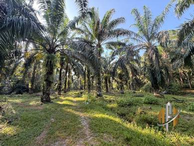 TANAH LADANG KELAPA SAWIT‼️ Geran Individu|Tanah Rata|Ada anak sungai