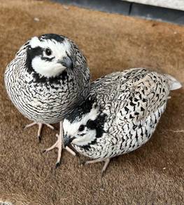 Bob White Quail / Burung Puyuh