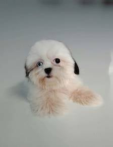 Shih Tzu puppy male special price 