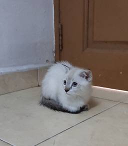 Kitten Male 3bulan+