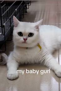 Bsh female 4 year rehome