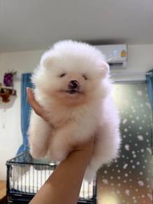 Pomeranian