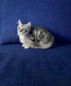 Munchkin Female Kitten