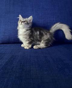 Munchkin Female Kitten