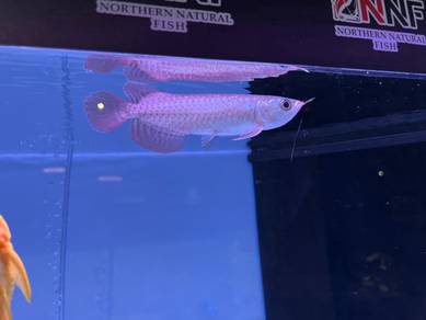 arowana red chili