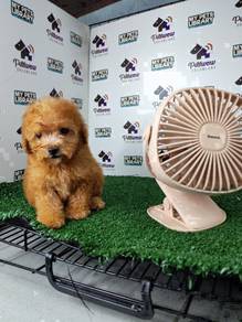 Toy teddy small size poodle