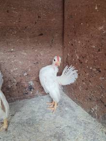 Ayam serama