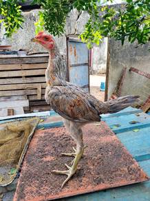 pama iq utk dijual