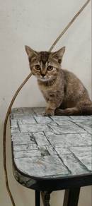 Munchkin Female