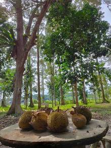 Agricultural-Land-for-sale-Kuala-Ketil-Kedah