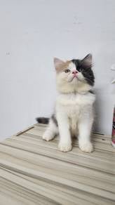 calico BLH