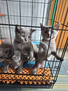 Bsh Kitten