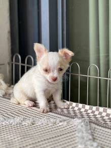 purebreed chihuahua puppy available 