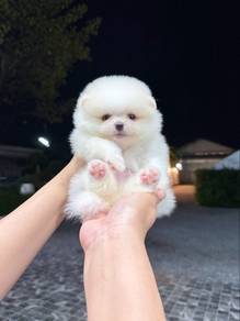 tiny pomeranian male