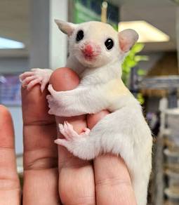 leu sugar glider