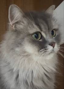 Purebred British Longhair