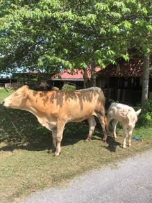 lembu nk jual murah