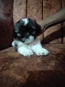 Shi tzu