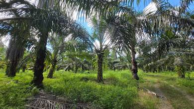 Residential Land for Sale - Lahad Datu