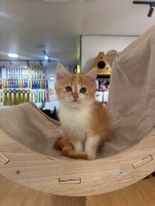 BSH Non-Standard Munchkin