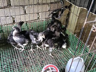 Anak Ayam Black Australop 