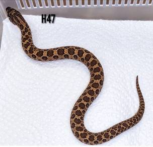 Melenistic Hognose Snake