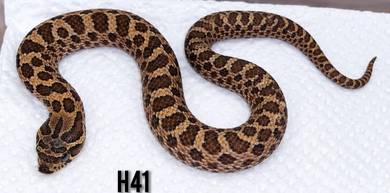 Melenistic Hognose Snake