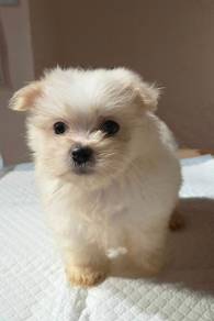 Maltese for Sale