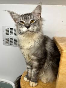 Mainecoon for Sale