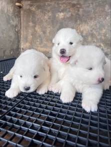 Samoyed
