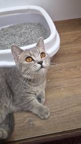 Munchkin Cat available for sale 