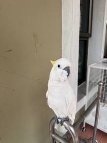 Cockatoo for sale