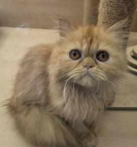 Persian Orange kitten for sale