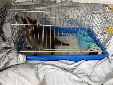 Raccoon for sale