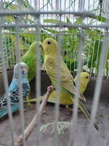 burung baji