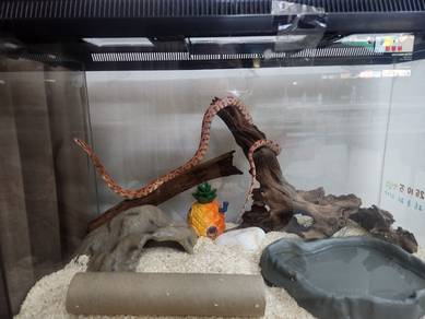 corn snake (female) 