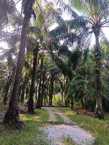 Tanah Sawit untuk dijual