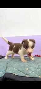 Border collie mka chocolate
