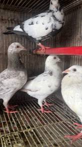Burung Merpati racing homer