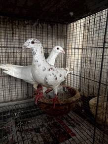 Burung Merpati German Beauty