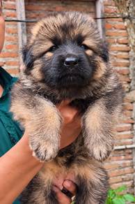 Long coat German Shepherd