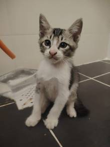 4 cute kittens, kucing
