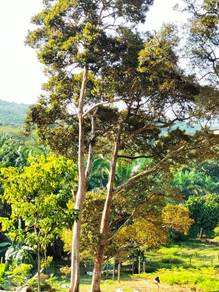 Dusun Durian Lubok China