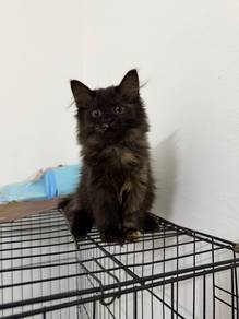 DLH mix persian kitten