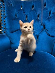 Anak Kucing Comel utk Dijual (Umur 4 Bulan)