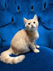 Anak Kucing Gemuk Comel utk Dijual (Umur 4 Bulan)